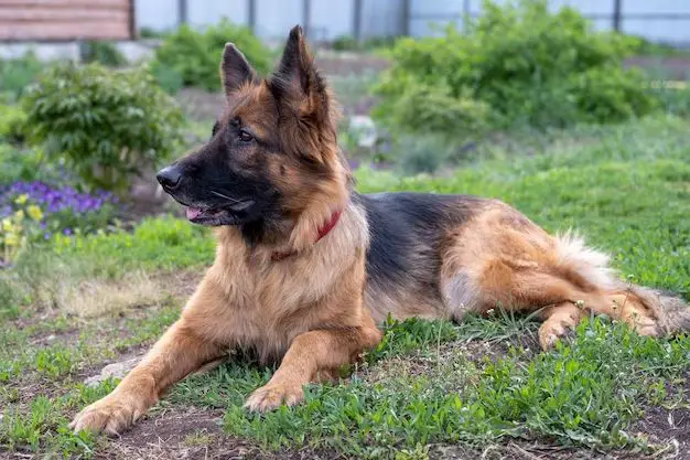 Do German Shepherds need a big house