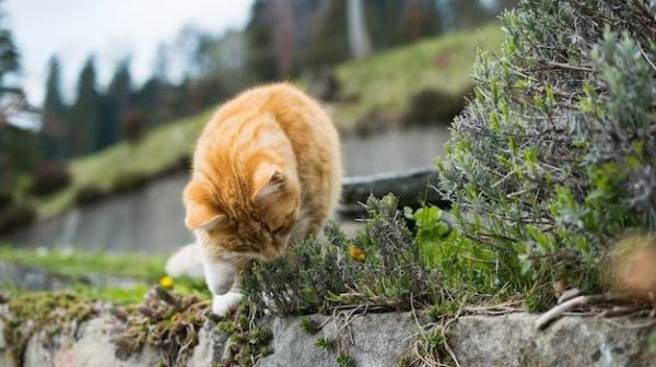 How do you make an outdoor play area for cats?