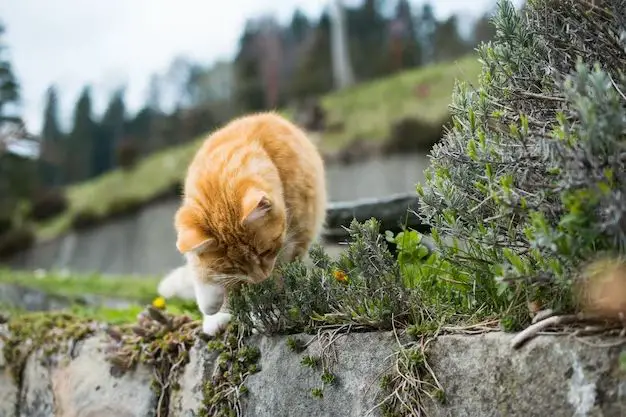 How do you make an outdoor play area for cats