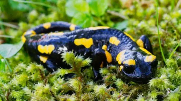 How do you find and catch salamanders?