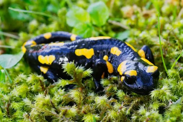 How do you find and catch salamanders