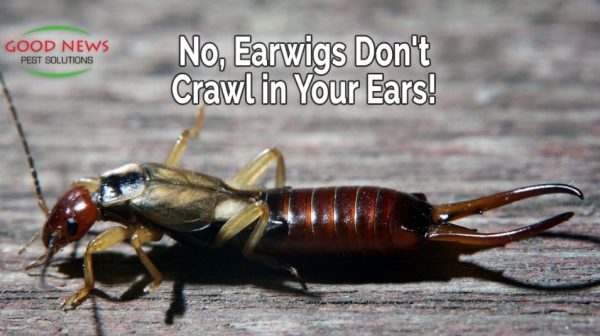 Can earwigs crawl in your bed?