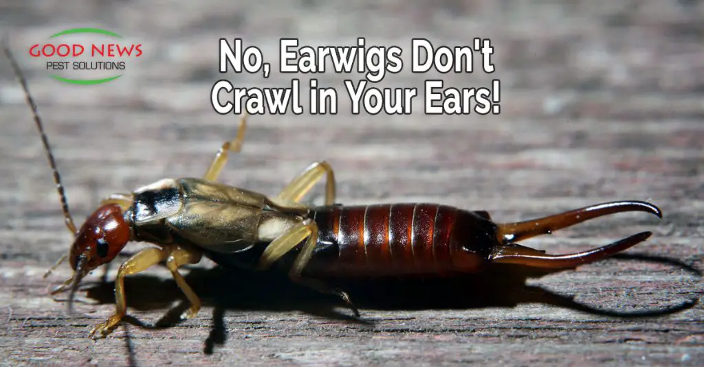 Can earwigs crawl in your bed