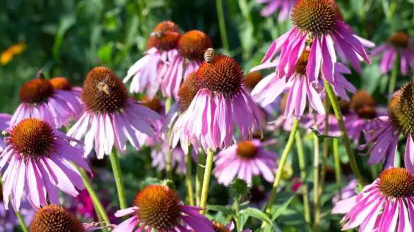 Can you transplant coneflowers in the fall?