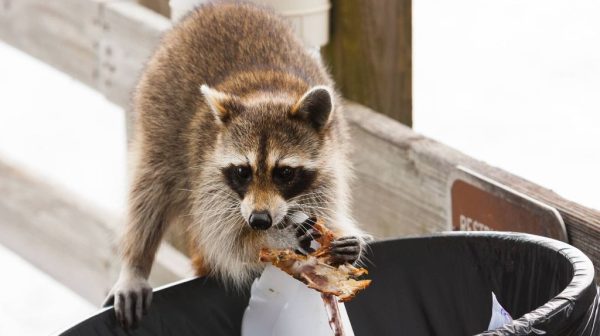 What can I put my garbage can in so outside animals won t knock it over?