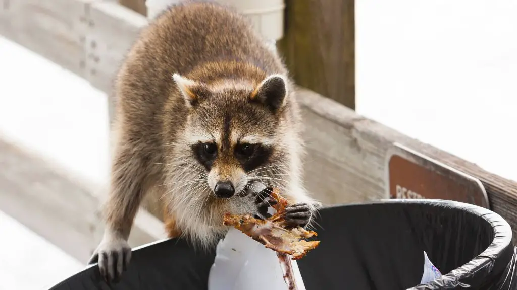 What can I put my garbage can in so outside animals won t knock it over