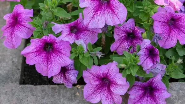 How do you plant petunias in a flower bed?