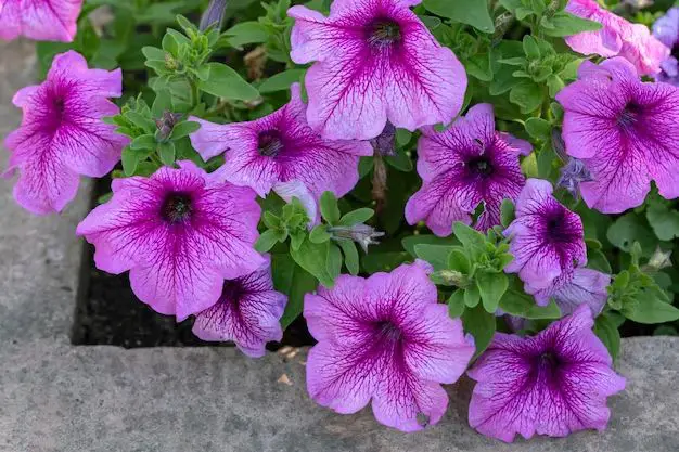 How do you plant petunias in a flower bed