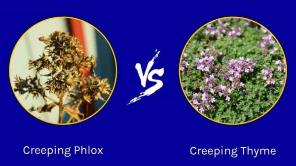 Is creeping phlox same as creeping thyme?