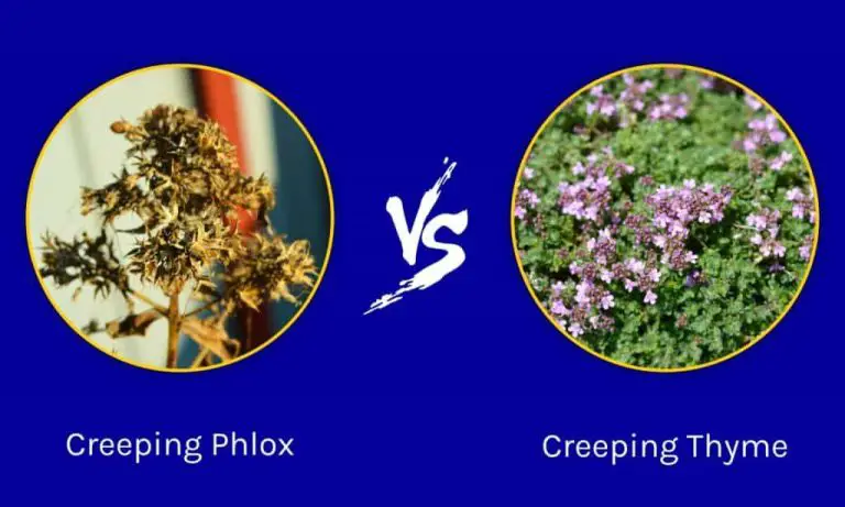 Is creeping phlox same as creeping thyme